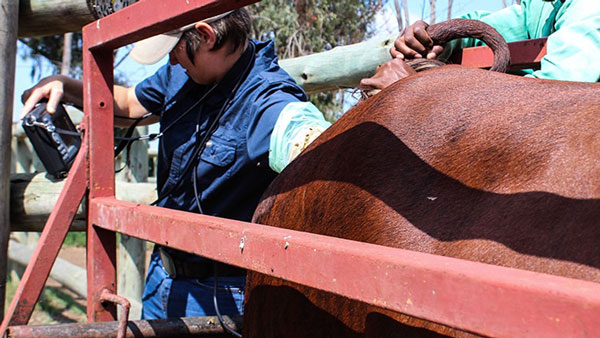 معاینه رکتال (Rectal Palpation)