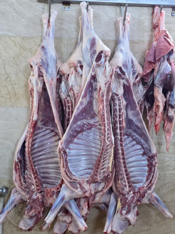 شقه گوسفندی (بره نر)