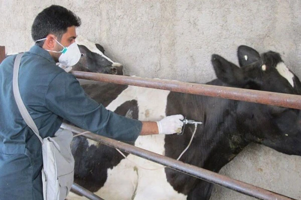 اگر تب برفکی اتفاق افتاد چه کنیم؟