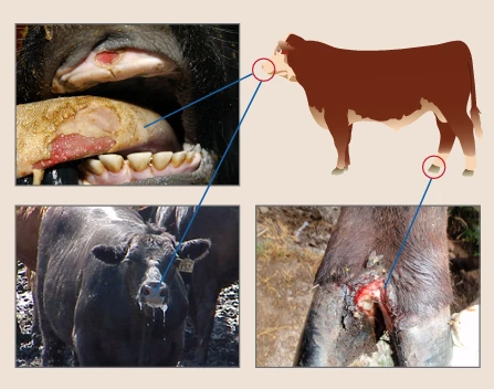 تب برفکی چیست