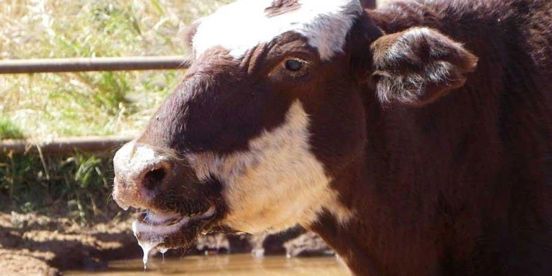 تب برفکی چیست؟ از علائم تا روشهای موثر پیشگیری