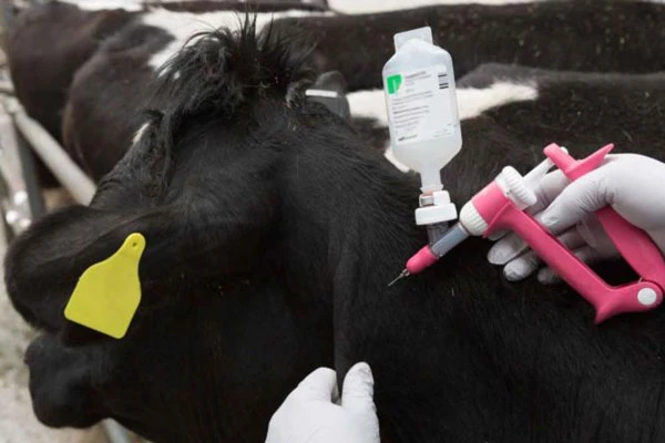 واکسیناسیون علیه تب برفکی