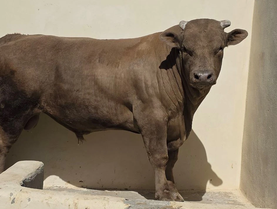 گوساله چاق کشتاری، سمینتال درجه یک