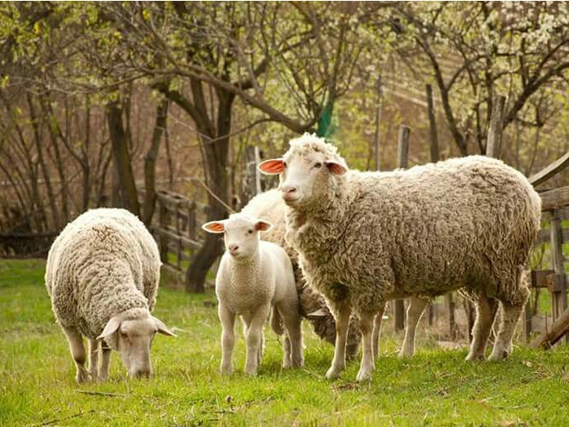 معرفی بهترین نژادهای گوسفند برای پرواربندی در ایران