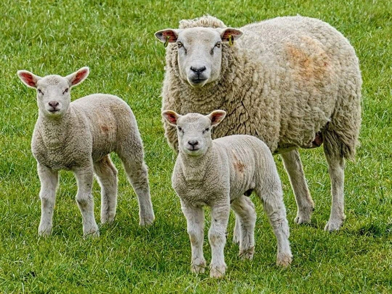 چرا انتخاب نژاد در پرواربندی گوسفند اهمیت دارد؟
