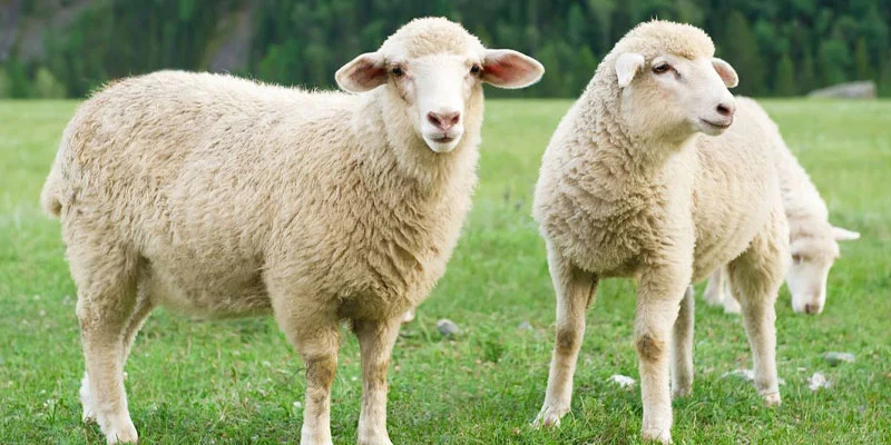 معرفی و بررسی بهترین نژاد گوسفند برای پرواربندی در ایران